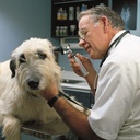 Welch Allyn 3.5V Halogen Veterinary Operating Otoscope with Resusable Ear Specula Set