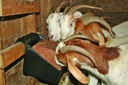 Universal Block Holder and Feeder