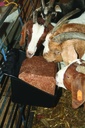 Universal Block Holder and Feeder