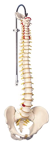 Fabrication Anatomical Spine Model, Flexible, Classic, Male