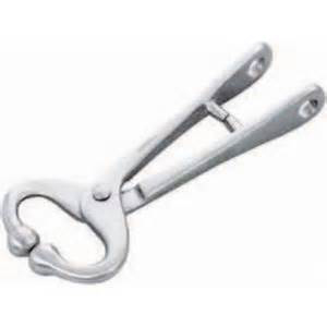 Ideal Bull Lead without Chain