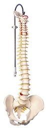 [12-4529] Fabrication Anatomical Spine Model, Flexible, Classic, Male