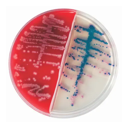 [222239] CHROMagar™ Orientation and BD Trypticase™ Soy Agar II I-Plate, 100/pk